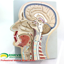 BRAIN02 (12399) Modelo avanzado de la sección cerebral, 53 posiciones mostradas del cerebro